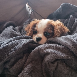 Fundraising Page: Leah Judy